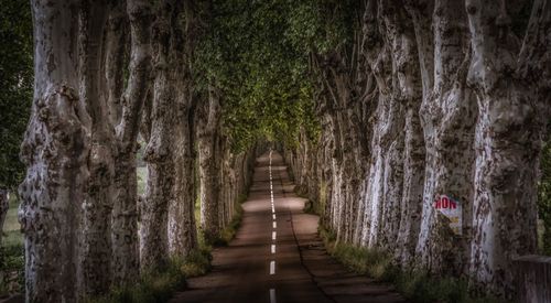 Rear view of man walking in forest