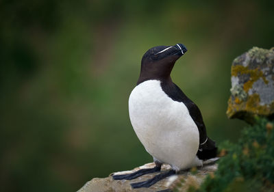 Close up of a razorbill on rock with a green background 