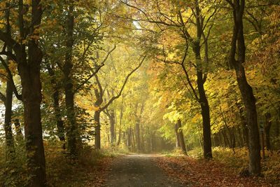 Road amidst trees in forest during autumn