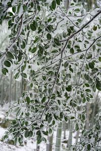 Close-up of snow on tree during winter