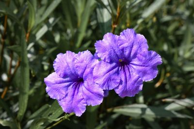 Close-up of purple flowering plant