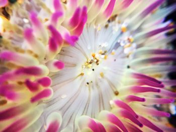 Macro shot of pink flower