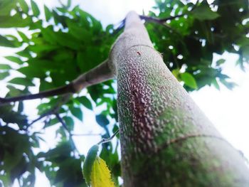 Low angle view of tree trunk