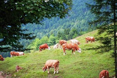 Cows grazing on pasture