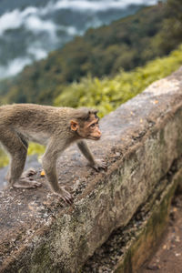 Side view of a sitting on rock