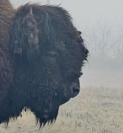 animal