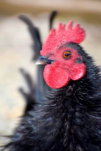 Close-up of a bird