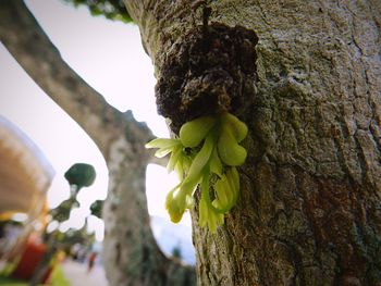 Low angle view of tree