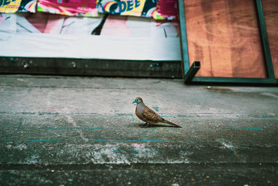 Close-up of bird perching on a footpath