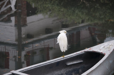 Bird perching on a lake