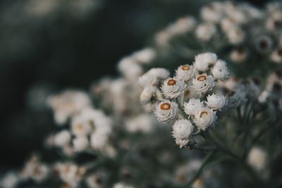 Close-up of white flowers