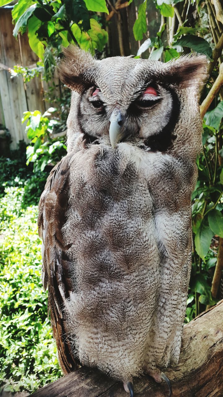 animal themes, one animal, animals in the wild, wildlife, portrait, close-up, plant, mammal, looking at camera, animal head, outdoors, day, nature, no people, front view, focus on foreground, growth, green color, zoo, relaxation