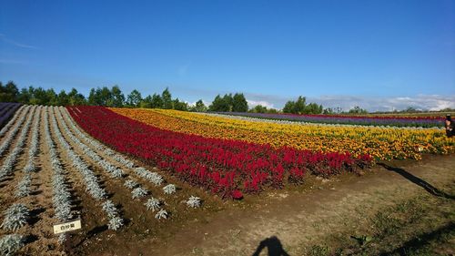 Panoramic view of flowering plants on field against sky