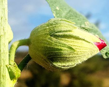 Close-up of green plant