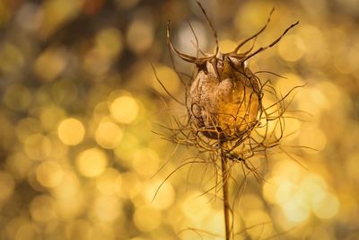 Close-up of dried plant pod