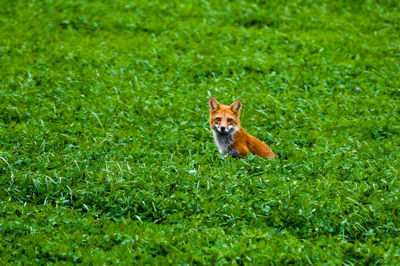 Fox amidst plants on field