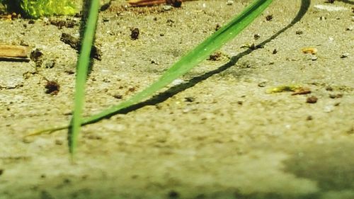 Close-up of lizard on sand