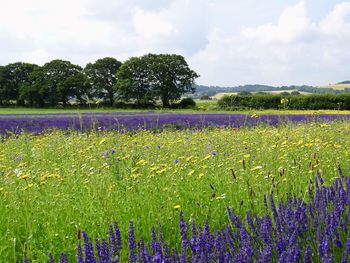 Scenic view of flowering plants on field against sky