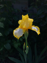 Close-up of yellow flower blooming outdoors