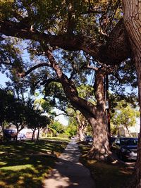 Trees growing on footpath