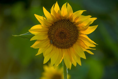 Close-up of sunflower