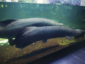 Close-up of fish in aquarium