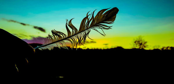 Close-up of silhouette plant against sky at sunset