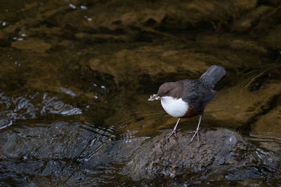 Birds in calm water