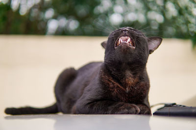 The cat looked up and cried out loudly.