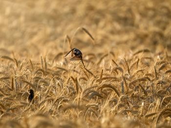 Close-up of insect on field