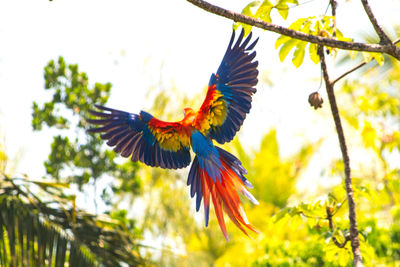 Low angle view of parrot flying by plant