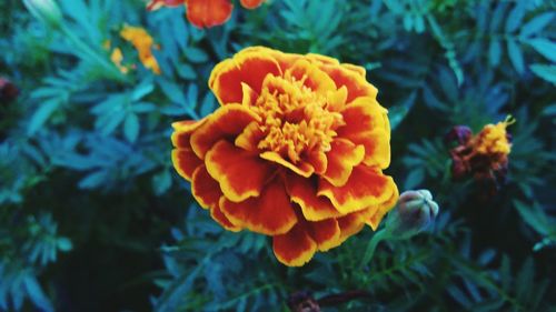 Close-up of yellow flower