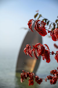 Close-up of red flowering plant against sky