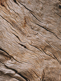 Full frame shot of pine tree