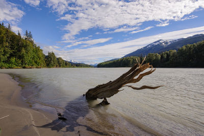 Scenic view of driftwood on mountain against sky