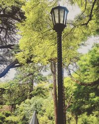 Street light and trees against sky