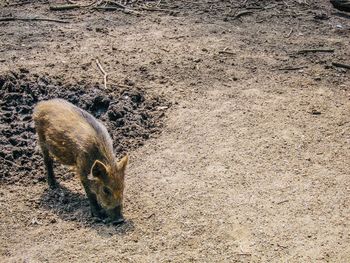 High angle view of boar on field