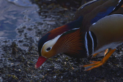 Close-up of duck swimming