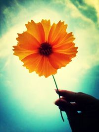 Close-up of cropped hand holding flower