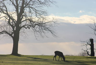 Cows grazing on grassy field