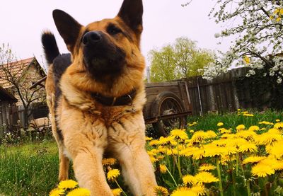 Close-up of dog against yellow flowers