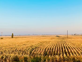 Scenic view of agricultural field against clear sky