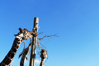 Low angle view of three giraffes eating tree against clear blue sky