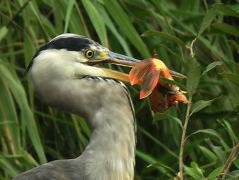 Close-up of a bird on field