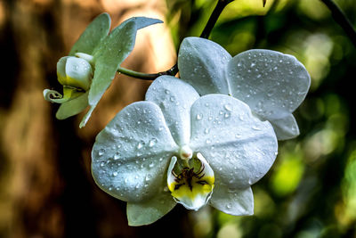Close-up of water drops on flower