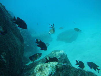 Fish swimming in sea