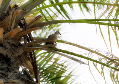 Low angle view of a bird perching on branch