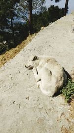 Cat on beach