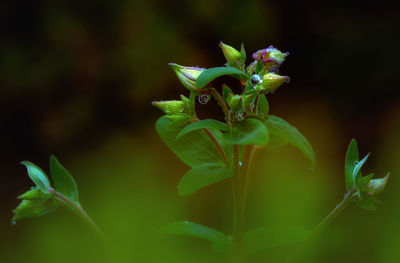 Close-up of insect on flower