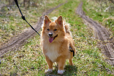 Dog looking away on field